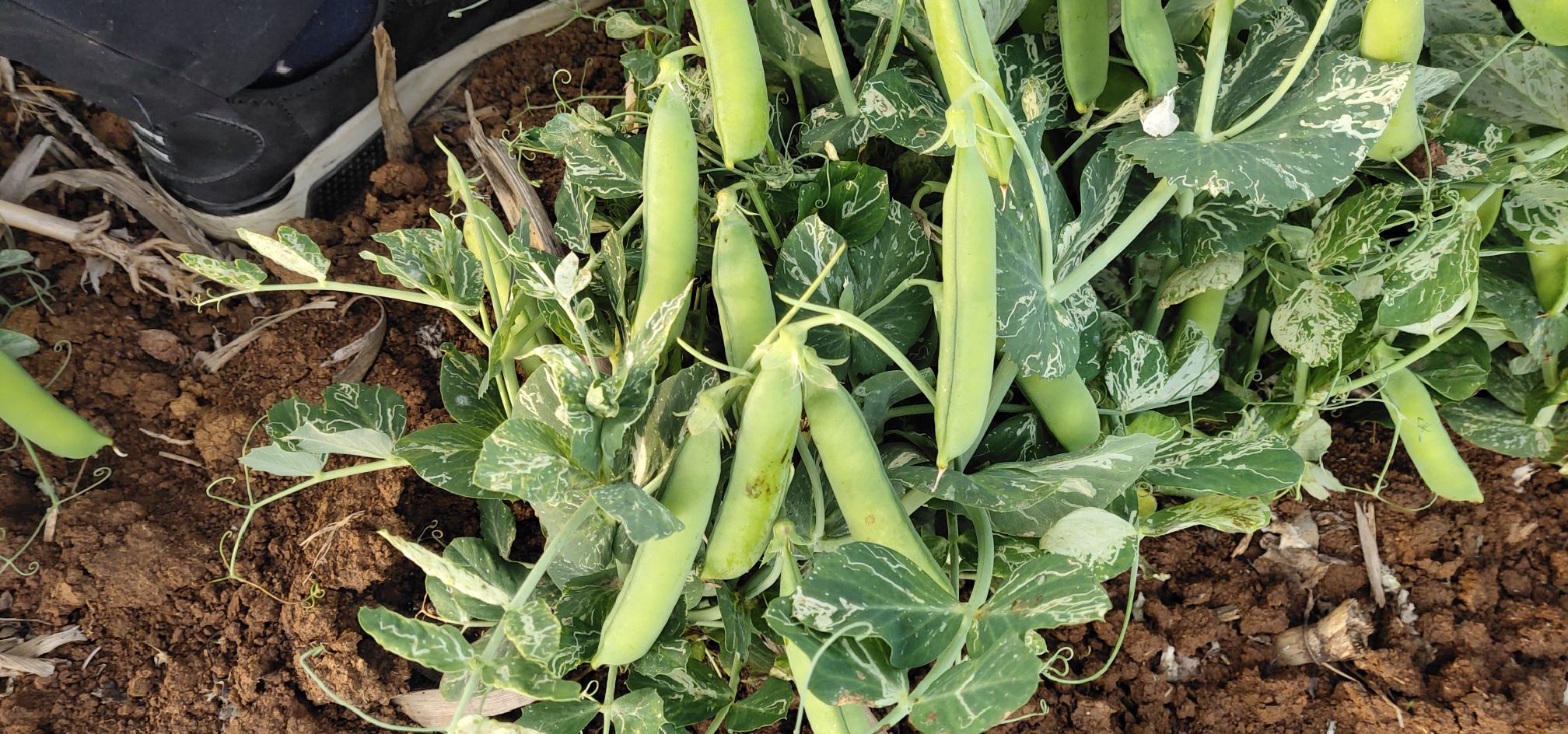 实景拍摄:华北某合作社豌豆田,左侧为规范悬挂的黄色粘虫板与蓝板(防蓟马),中间为滴灌带精准供水肥,右侧为人工释放瓢虫成虫,背景可见健康挺立的中豌4号植株,体现物理、生物、水肥一体化绿色防控体系 豌豆绿色防控集成技术现场图