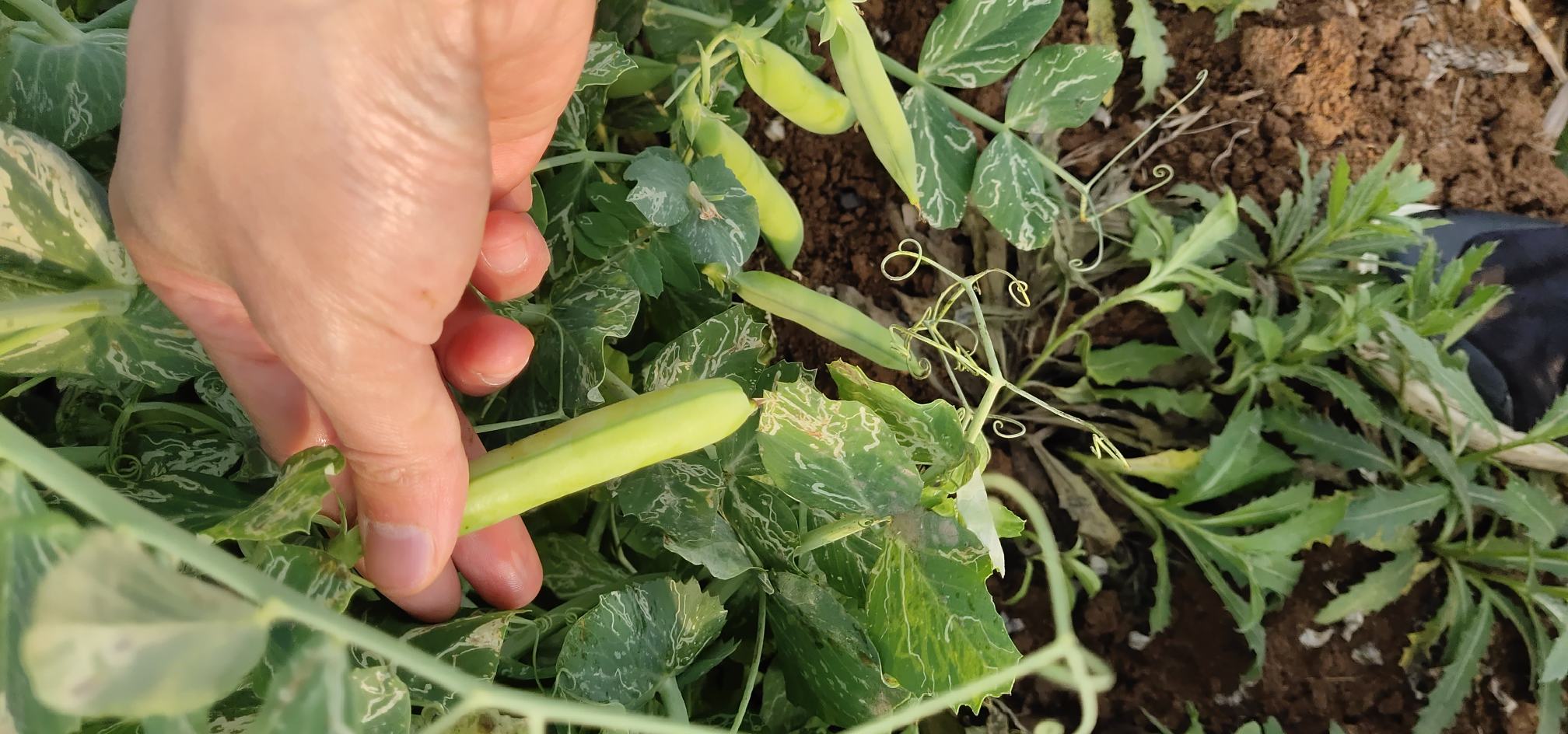 豌豆尖采收现场