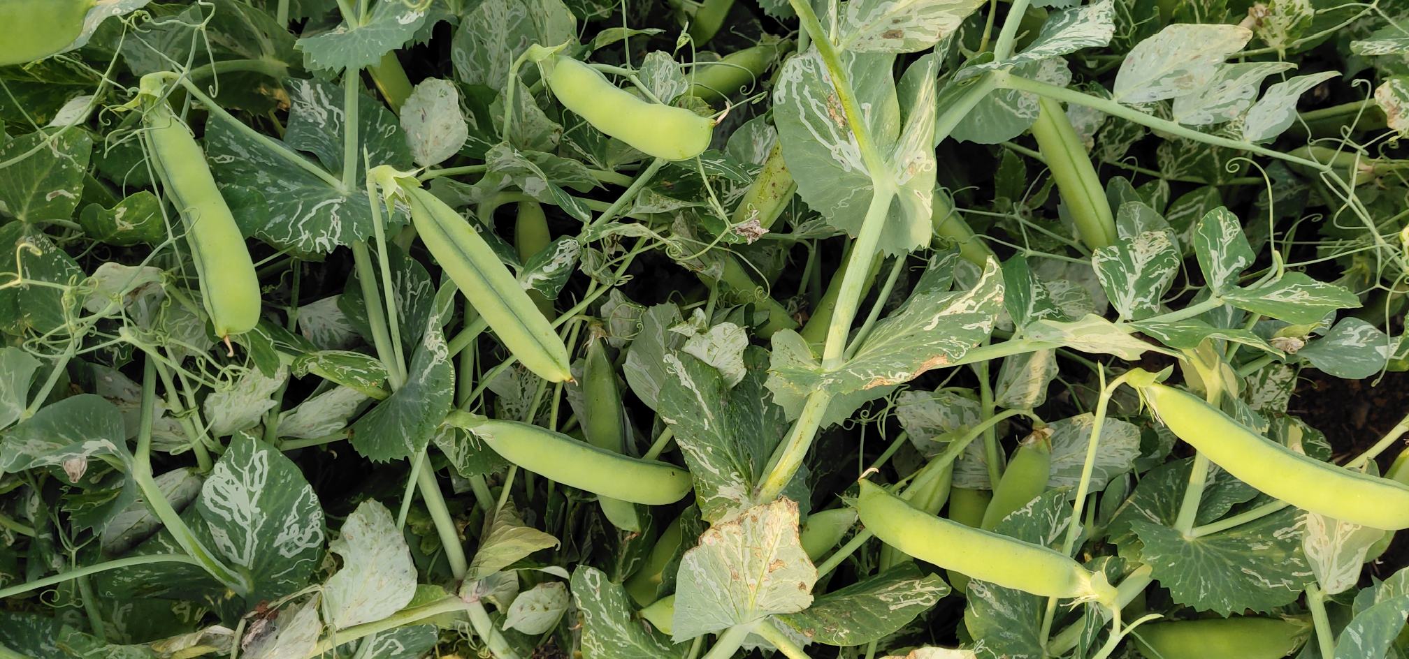 豌豆尖品种展示