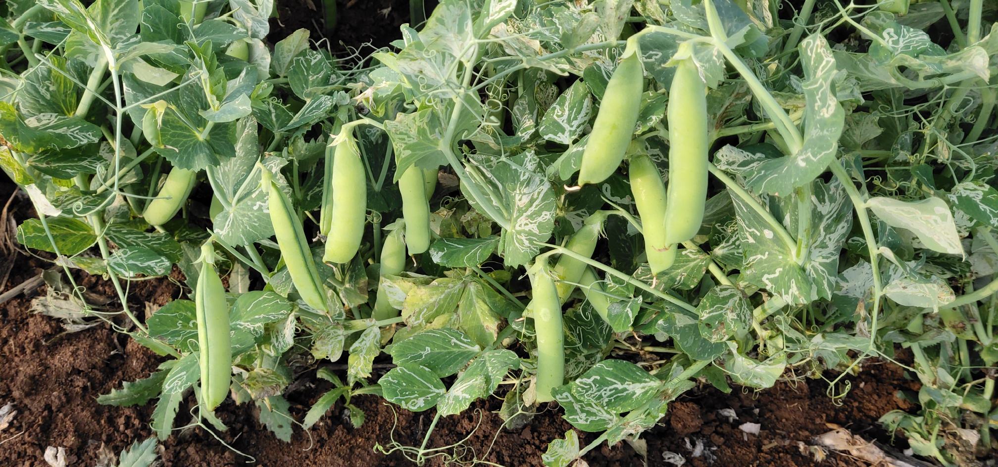 中豌6号豌豆植株生长状态,叶片翠绿,豆荚分布均匀 中豌6号豌豆植株