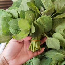 胭脂菜