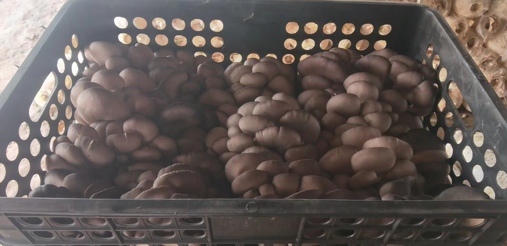 展示炒好的油菜和平菇成品,色泽鲜亮,摆盘美观 油菜和平菇成品图