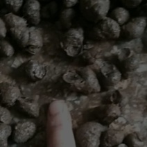 水蛭螺丝