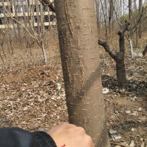 秋树