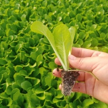 50白菜苗
