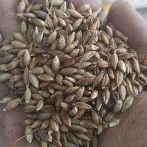 海拔4000米的青稞