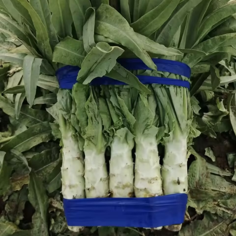 精品莴苣 品质保证 欢迎咨询合作 红叶莴笋 量大从优