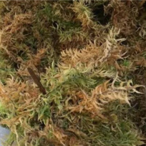 大量供应野生优质水苔