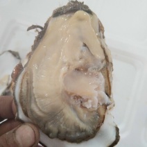 海胆
