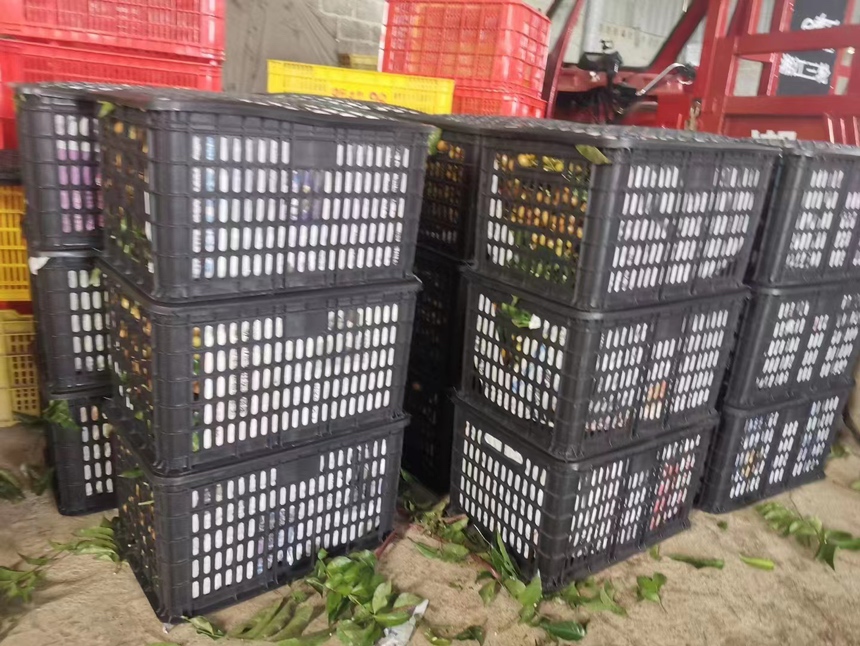 储良龙眼冷藏保存示意图