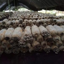 地摊爆品-5次采优质菌棒