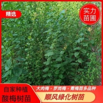 正宗大肉梅，罗岗梅，青梅苗，大青梅基地直发，欢迎咨询