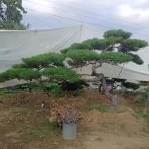 造型松