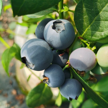 蓝丰蓝莓价格行情