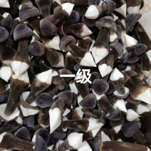 鸡枞菌