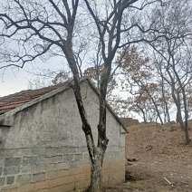 柿树