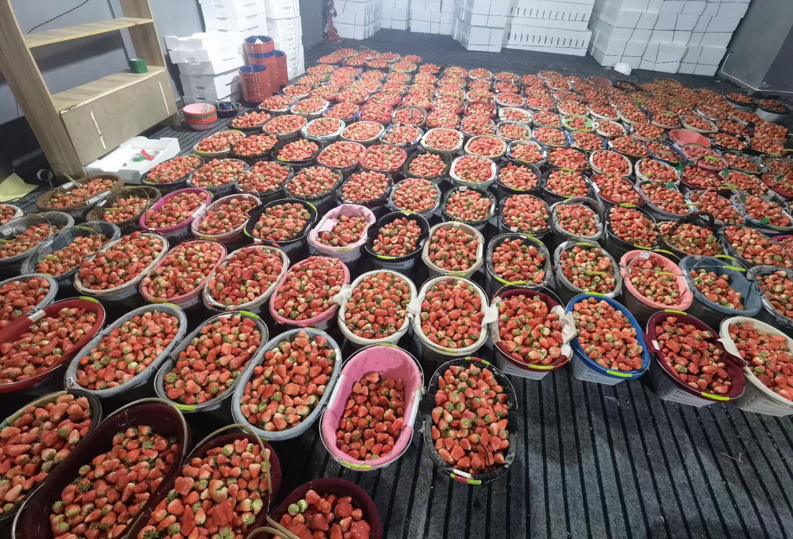 奶油草莓采收过程