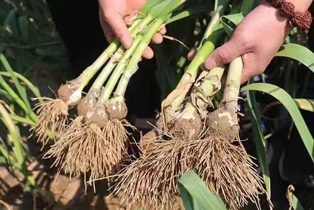 菠菜生长期追肥操作