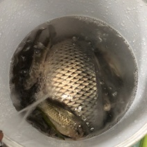 鲫鱼