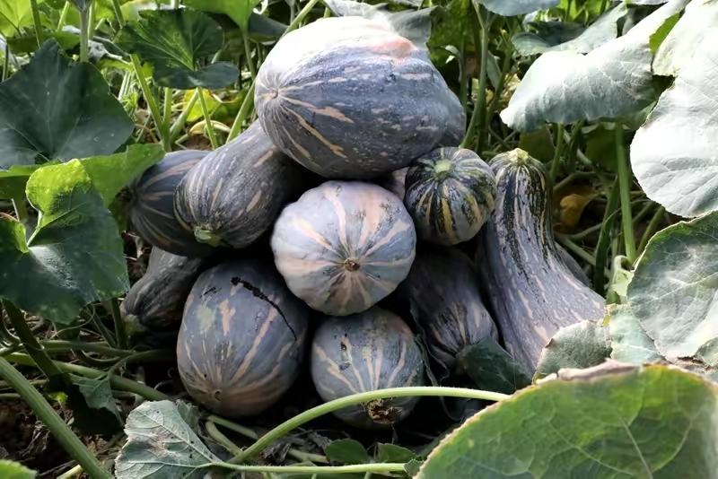 蜜本南瓜田间生长情况