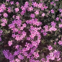 宿根福禄考芝樱花海花镜绿化专用基地直发质量保证