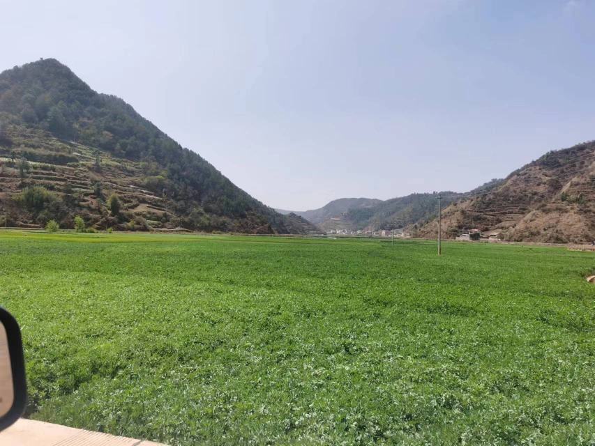展示云南高原地区青豆豆种植基地的绿色田野,远处可见连绵山峦 青豆豆种植基地航拍图