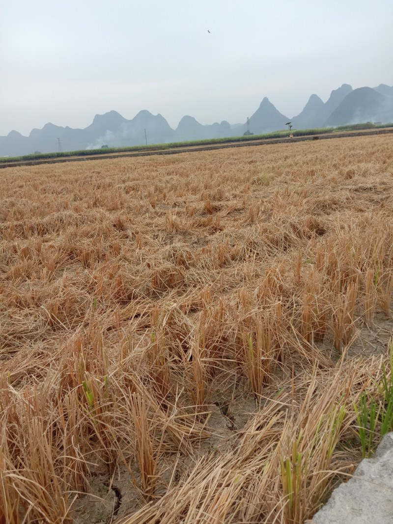 麦草秸秆黄豆秸秆秸秆类原料大全秸秆类原料供应分类点击查看更多秸秆