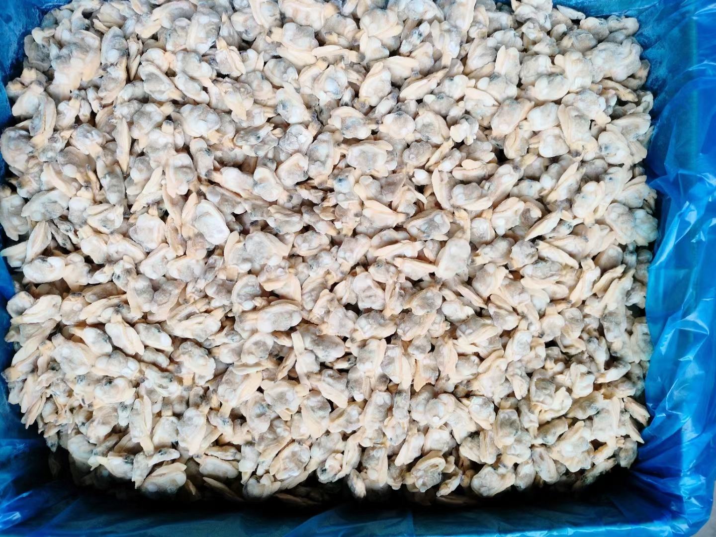 保存好的花蛤准备烹饪