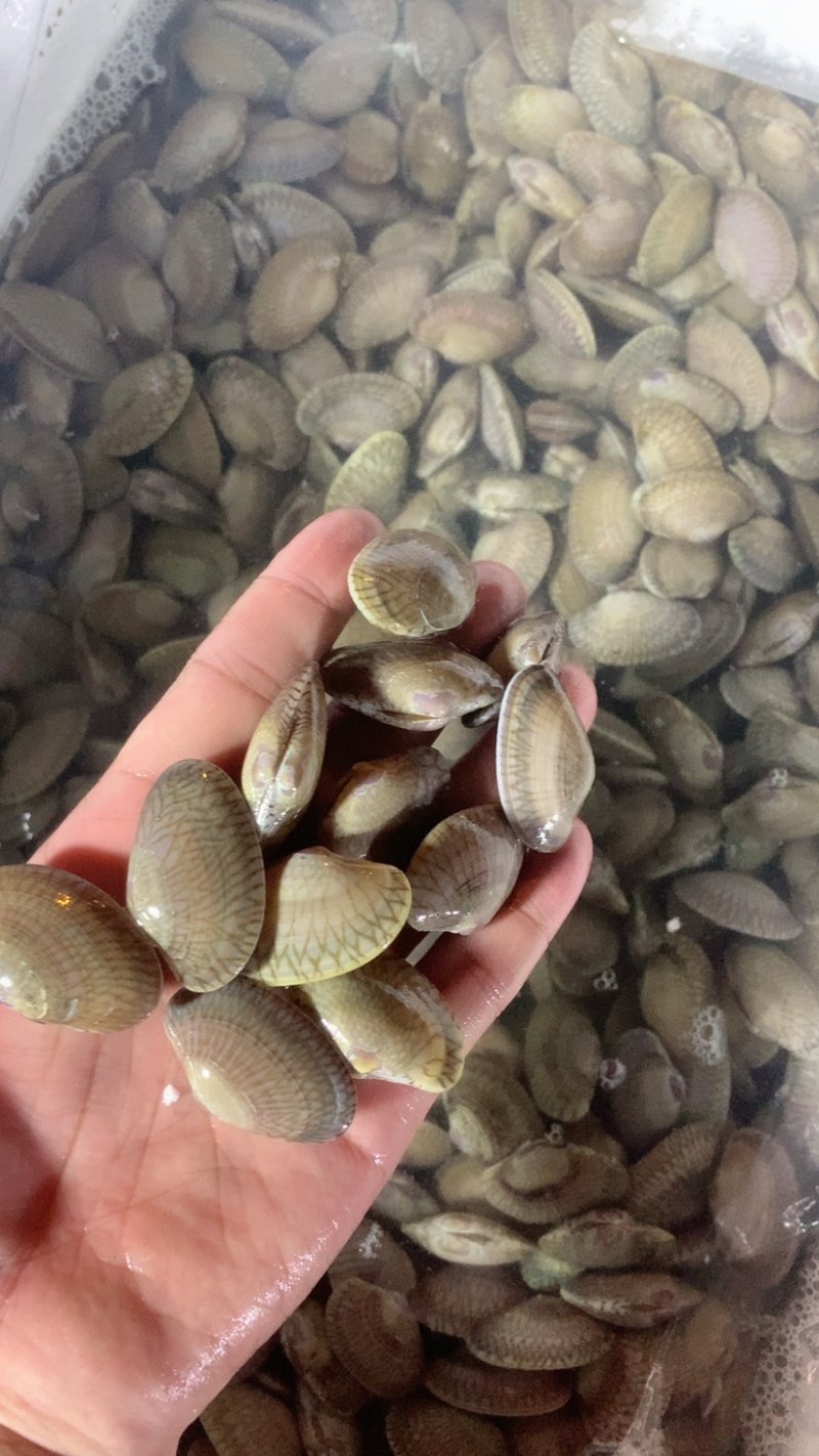 无沙油甲,花甲.码头一手货