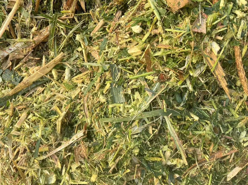 煮熟的玉米放在室温下放置一夜的状态 玉米放置一夜