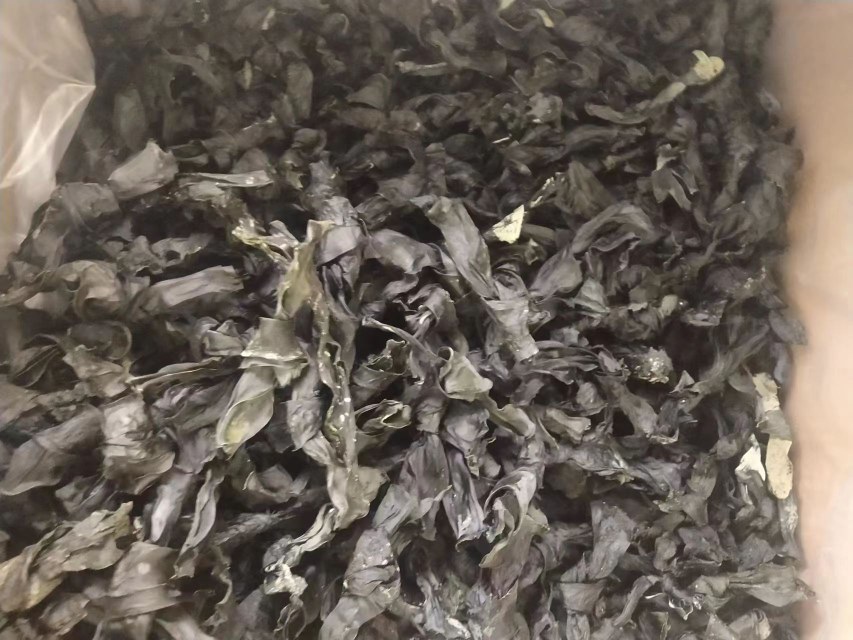 干海带结泡发过程