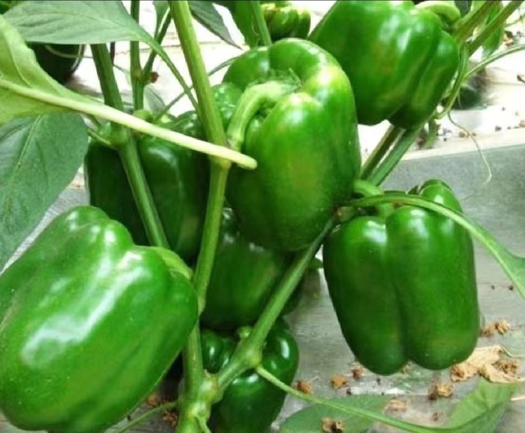 展示一株健康的螺丝椒植株,果实成熟,呈绿色或红色,形状弯曲,表面光滑有光泽 螺丝椒植株与果实特写