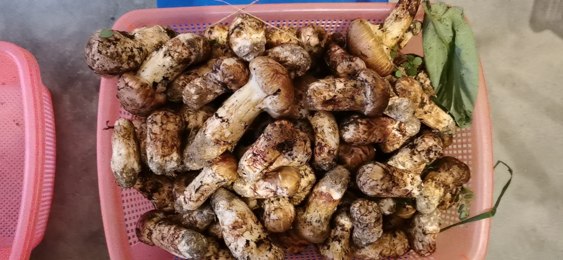 松茸鲜调味品在厨房中的使用场景