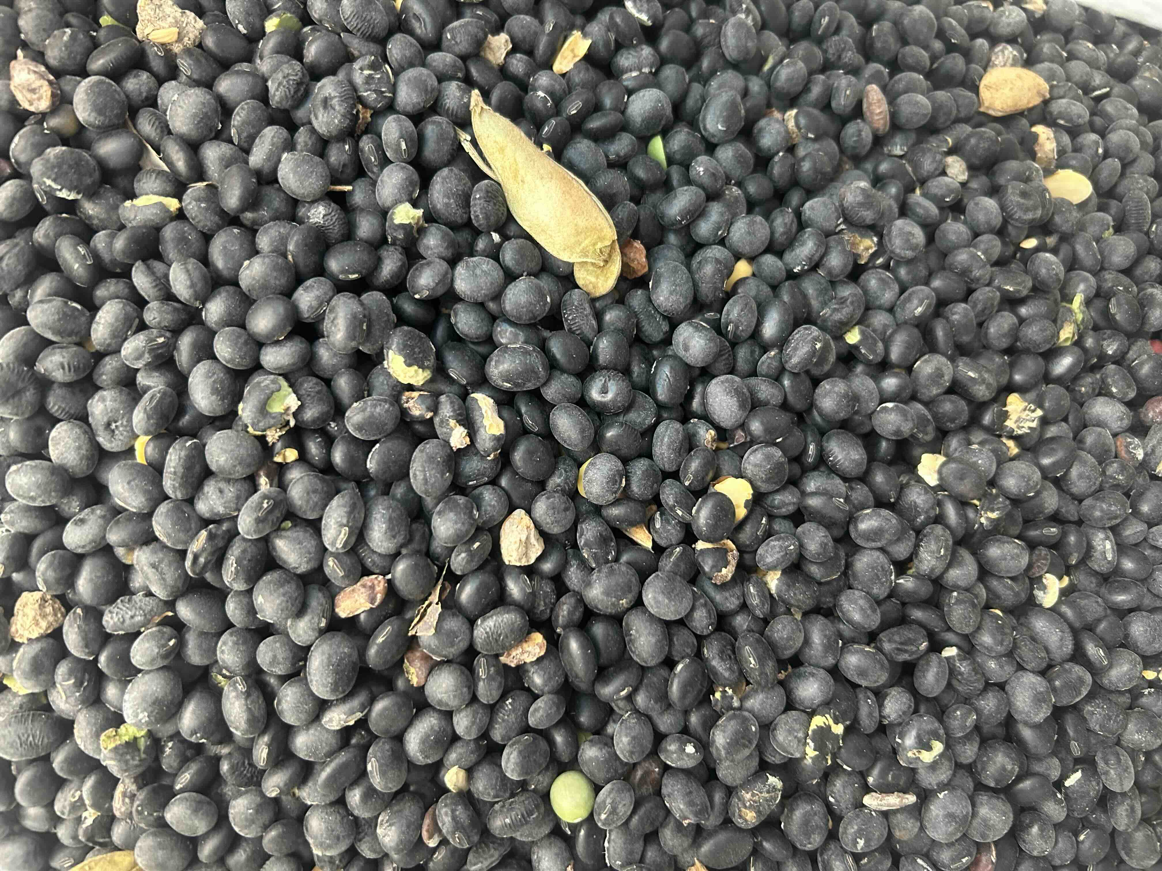 黑豆皮与完整黑豆对比图