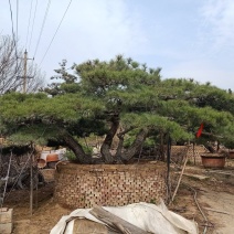 泰山造型松