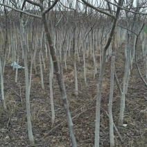 出核桃树，8518，香玲，文玩核桃