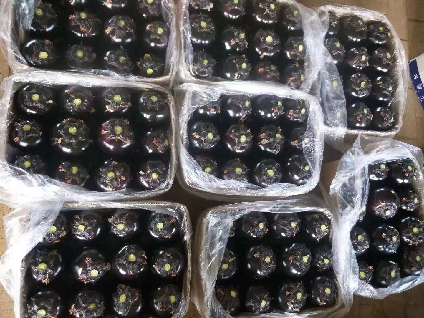 实验室技术人员正在使用高效液相色谱仪(HPLC)检测寿光圆茄样品中的多酚类活性成分含量,桌上摆放着编号试管与检测报告 实验室技术人员正在使用高效液相色谱仪(HPLC)检测寿光圆茄样品中的多酚类活性成分含量,桌上摆放着编号试管与检测报告