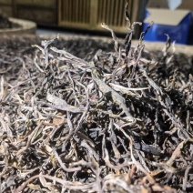 滑竹梁子百年古树生茶