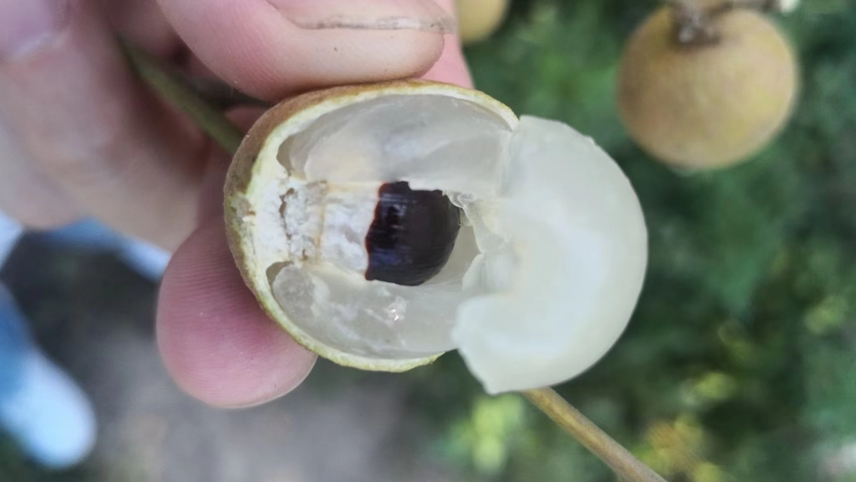 单颗储良龙眼剖面图