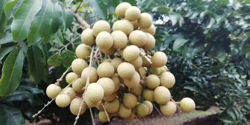 一串新鲜采摘的石硖龙眼挂在枝头,果皮呈浅黄褐色,表面光滑有光泽,部分果壳已微微裂开露出晶莹剔透的乳白色果肉,背景为绿叶茂盛的龙眼树,阳光透过树叶洒下斑驳光影,展现岭南果园真实生长环境 石硖龙眼新鲜采摘特写