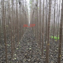 楸树，自己家的