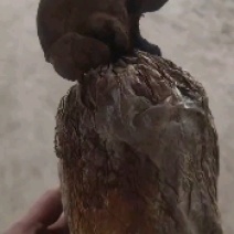 菌包