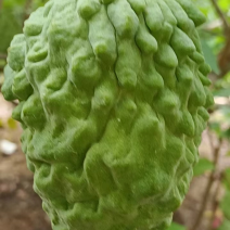 【精品好货】广东释迦果，好吃不贵，产地发货一手货源可批发