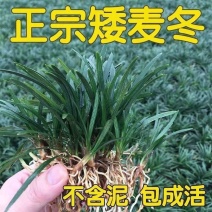 正宗麦冬草玉龙草绿化专用地被草庭院别墅围墙种植