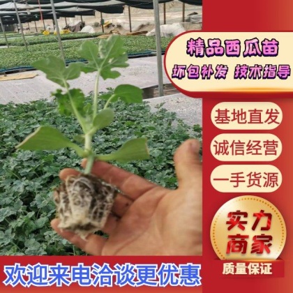 西瓜苗价格行情