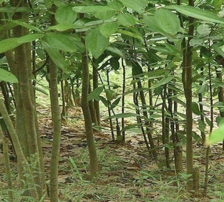 八角金盘植物特写