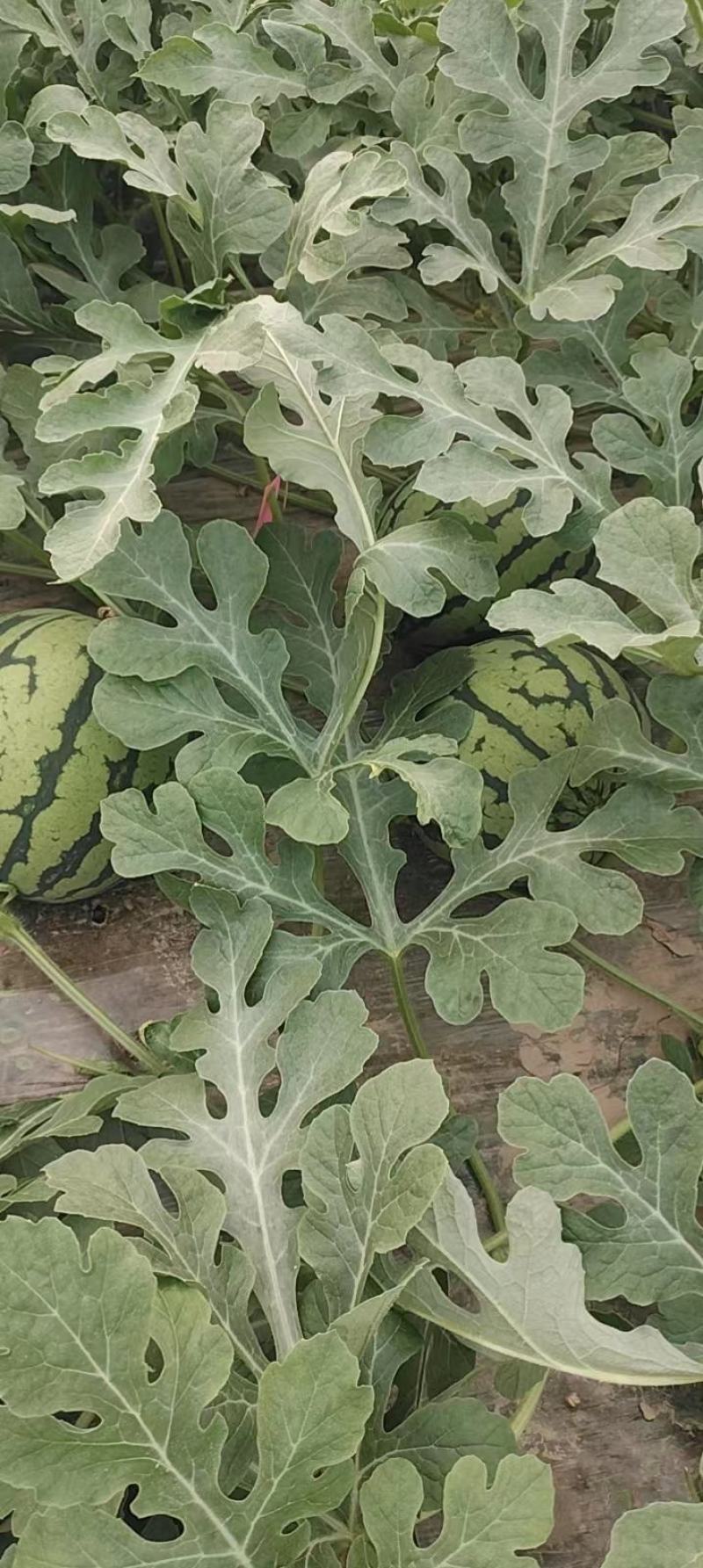 睢宁西瓜团购网站地址_睢宁西瓜好吃吗 睢宁西瓜团购网站地址_睢宁西瓜好吃吗