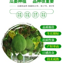 潜山瓜蒌高产新品种29瓜蒌苗包技术和回收签合同