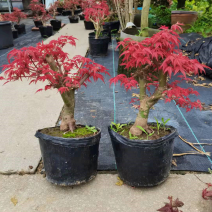 红枫枫树绿植盆景室内外盆栽庭院观叶植物花树桌面摆件教师节