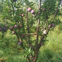 国丰七李子树